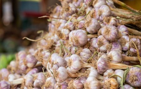 优垦®在大蒜的施用效果