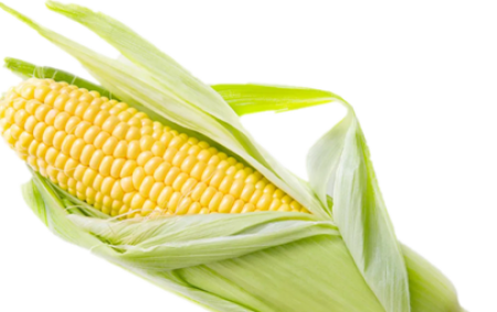 恩泰克®助力甜玉米增产又增收，快来看看！