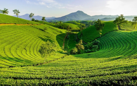 恩泰克®助力安吉白茶增产提质，开启茶园新 “钱” 景！