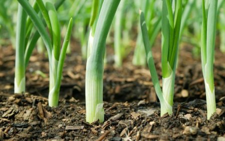 恩泰克®在大葱上的施用效果