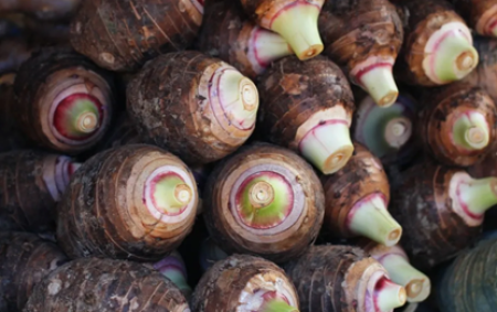 优垦®复合肥在芋头种植中的施用效果