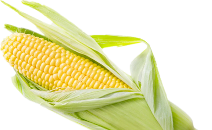 恩泰克®助力甜玉米增产又增收，快来看看！