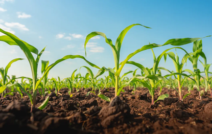 增产9.3%！恩泰克®助力夏玉米增产增收