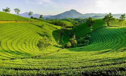 恩泰克®助力安吉白茶增产提质，开启茶园新 “钱” 景！
