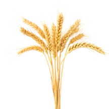 Күздік бидай